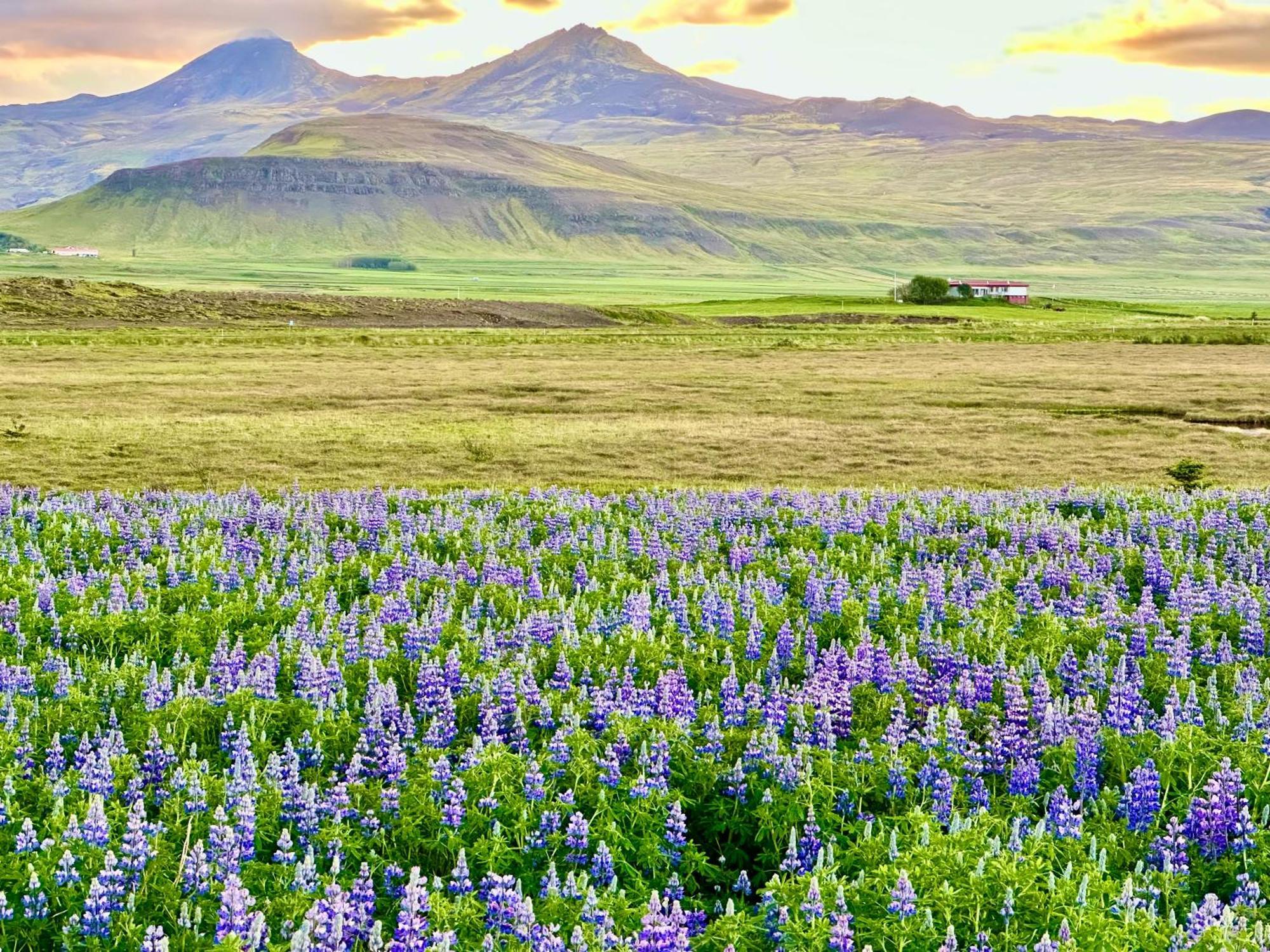 Villa Hrossholt Stykkishólmur Esterno foto